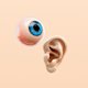 Auge & Ohr