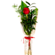 Ramos de Rosas