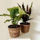 Plantas de Hoja