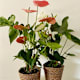 Plantas con Flor