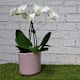 Orquideas