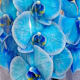 Orquídea Azul