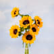Girasol