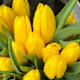 Tulipani