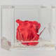 Rose Stabilizzate Flower Cube