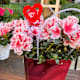 Festa della mamma