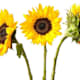 Fiori Singoli