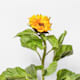 Girasoli