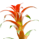 Piante