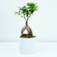 Bonsai