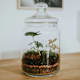 Terrarium in Vetro