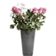Bouquets