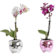 Orchids