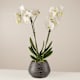 Orchideen