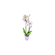 Orchideen