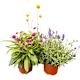 Plants