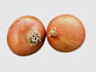 Cebollas, Ajos y Patatas