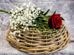 Rosas