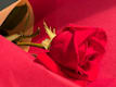 Flores Variadas