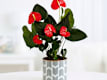 Plantas