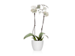 Orquídeas