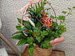Plantas