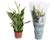Plantas y Macetas