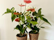 Plantas con Flor