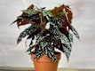 Plantas