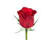 Pack Rosas