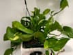Pothos