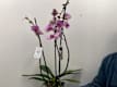 Orquídeas