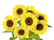Flores silvestres
