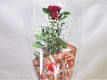 Rosas