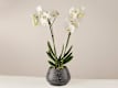Orquidea