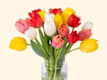 Tulipani