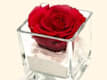San Valentino - Rosa stabilizzata in vetro