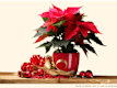 Natale