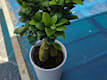 Piante