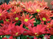 Bouquet Speciali