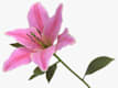 Fiori Singoli