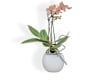 Orchidee