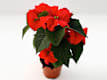Natale