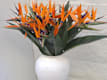 Fiori Singoli