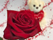Special Rose Rosse