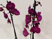 Piante da Fiori