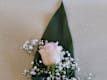 Rose singole