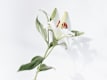 Bouquet a Gambo Lungo