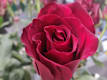 Bouquet di Rose
