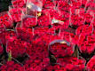 Rose Rosse Extra 80cm
